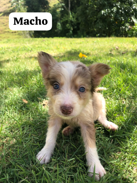 Filhote Macho Border Collie - Teresópolis